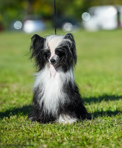 CIB Multi-Champ. Magic of Success DIAMOND "Dyoma" CIB Multi-Champ. Magic of Success DIAMOND "Dyoma"