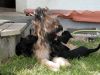 zabou-g46-003-120502
