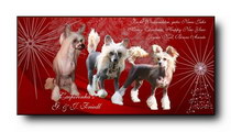 Season Greetings Chinese Crested