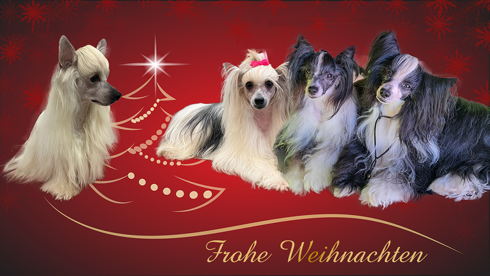 Weihnachtsgrüsse Chinese Crested Weihnachtsgrüsse Chinese Crested