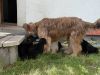 zabou-pups015-120502
