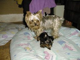 Gizmo-Mom04