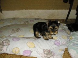 Gizmo002