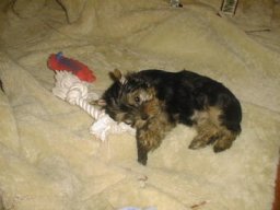 Gizmo024