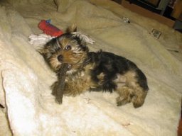 Gizmo026