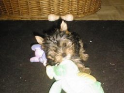 Gizmo028