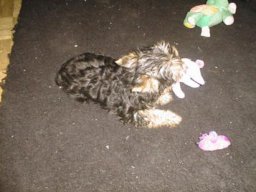 Gizmo032