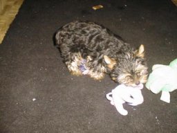 Gizmo033