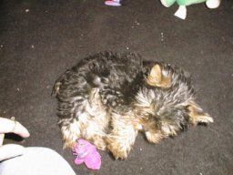 Gizmo034