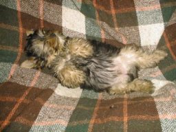 Gizmo043