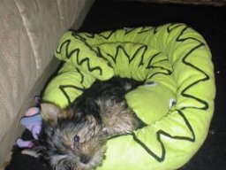 Gizmo045