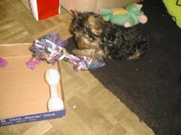 Gizmo048