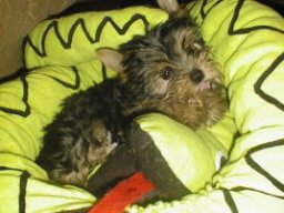 Gizmo050