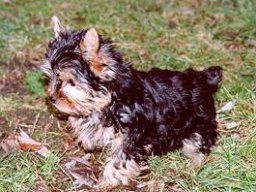 Gizmo056