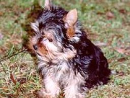 Gizmo057