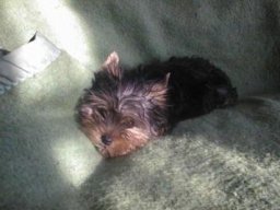Gizmo063