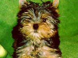 Gizmo064