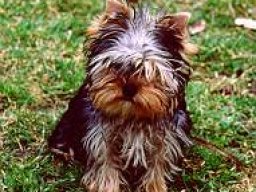 Gizmo098