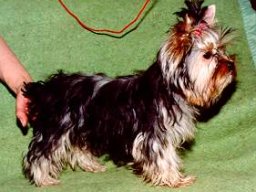 Gizmo102