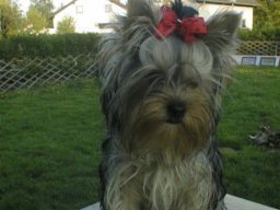 Gizmo116