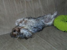 Gizmo143