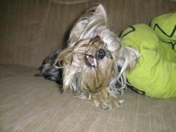 Gizmo162