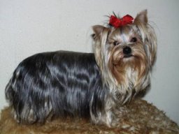 Gizmo183