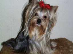 Gizmo184