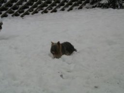Gizmo218