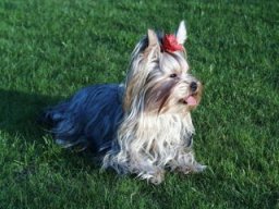 Gizmo224