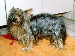 Gizmo232