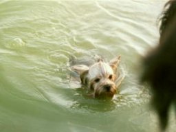 Gizmo243
