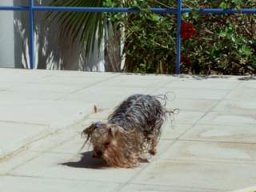 gizmo281