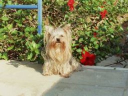 gizmo287