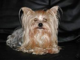 gizmo290
