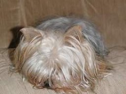 gizmo292