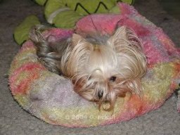 gizmo397