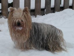 gizmo425