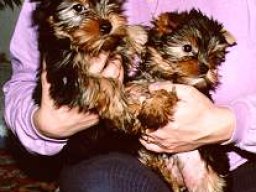 Gizmo &amp; Family