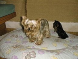 Gizmo &amp; Family