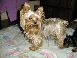 Gizmo &amp; Family