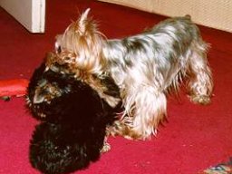 Gizmo &amp; Family