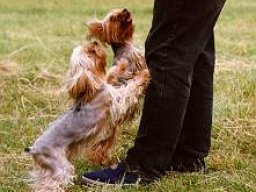 Gizmo &amp; Family