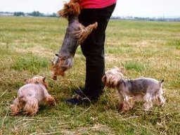 Gizmo &amp; Family