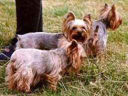 Gizmo &amp; Family