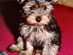Gizmo &amp; Family