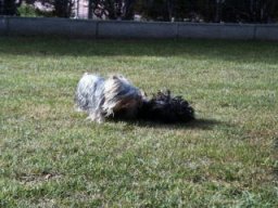 Gizmo &amp; Friends