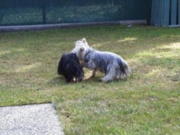 Gizmo &amp; Friends