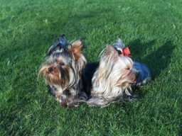 Gizmo &amp; Friends