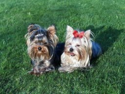 Gizmo &amp; Friends